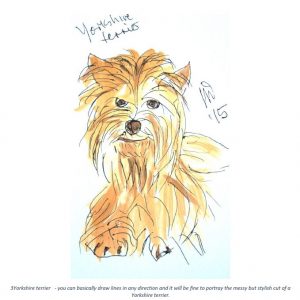 3 Yorkshire Terrier