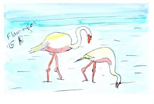 Flamingos